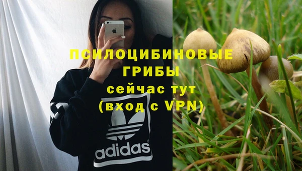 прущие грибы Аркадак